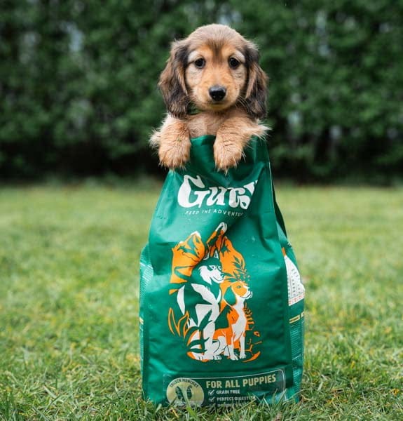 GUTSY Puppy Naturalna sucha karma dla szczeniąt Chicken&Insect 2kg