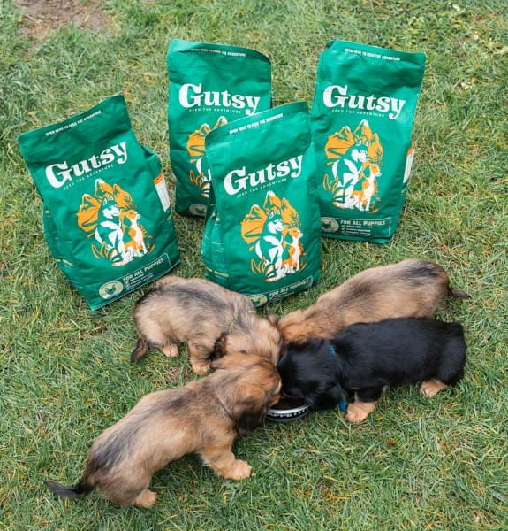 GUTSY Puppy Naturalna sucha karma dla szczeniąt Chicken&Insect 2kg